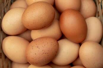 Jaja kurze od sprawdzonej fermy – gwarancja jakości z Fermą Drobiu Maćków!