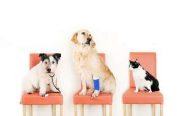 Przychodnia Weterynaryjna Żbik – tu naprawdę kochają zwierzęta