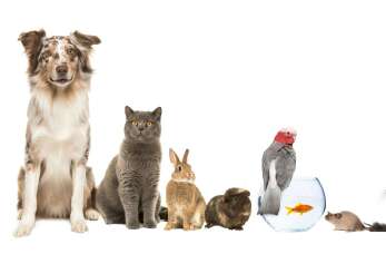 Jakie usługi oferuje Lecznica Dla Zwierząt Sylwester Michalski?