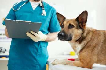 Jak wybrać dobry gabinet weterynaryjny? Sprawdzona działalność Przychodni weterynaryjnej Krzysztofa Pająka