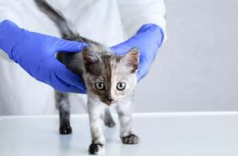 Dlaczego regularne badania weterynaryjne są ważne dla zdrowia zwierząt? Porady lecznicy Zwierzak