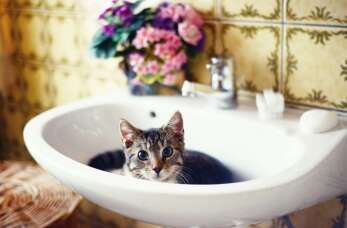 Jakie środki pielęgnacyjne można stosować u kotów? Poradnik Centrum Zdrowia Zwierząt