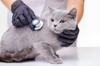 Objawy chorób u kota - jak je rozpoznać? Gabinet Weterynaryjny BESTO