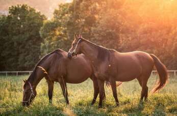 Leczenie chorób koni – jak rozpoznać i skutecznie wyleczyć poważne schorzenia u tych zwierząt? Pomoc Gabinetu Weterynaryjnego Asper sp. z o.o.
