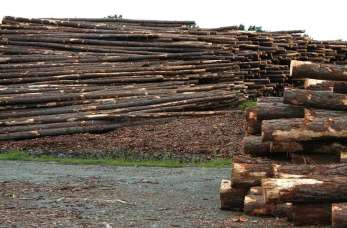 Drewno prosto z tartaku