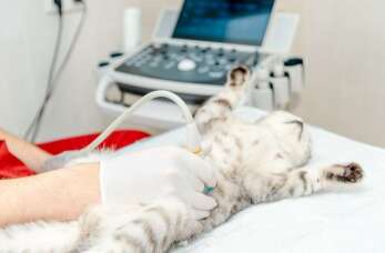Nowoczesne diagnostyka - USG i EKG w weterynarii
