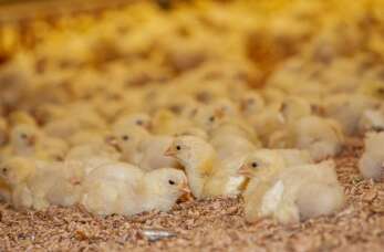 Sprzedaż i hodowla piskląt w Zakładzie Wylęgu Drobiu - Twoje zdrowe źródło drobiu