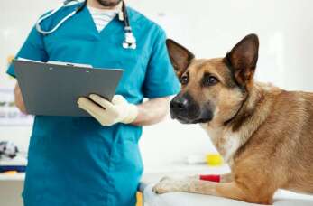 Szczepienia psów i kotów w Przychodni Weterynaryjnej Ekovet