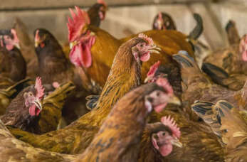 Firma Kogut: Kury rasy Rossa - popularny wybór w hodowli drobiu