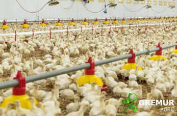 Systemy karmienia i pojenia - poznaj rozwiązania dla ferm drobiu od Gremur-Agro.