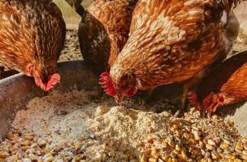 Ferm-Drob PPUH: Pasze dla drobiu - jak wybrać odpowiednią mieszankę dla swoich ptaków?