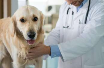 Zadbaj o zdrowie swojego pupila w Lecznicy weterynaryjnej Awet Artur Borkowski