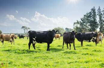 Skup bydła w Ubojni Starowiskitki - Twoje źródło najlepszego mięsa