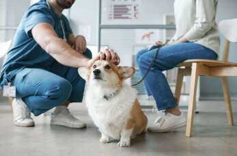 3 cechy profesjonalnej lecznicy dla zwierząt - Gabinet Weterynaryjny Cyryl