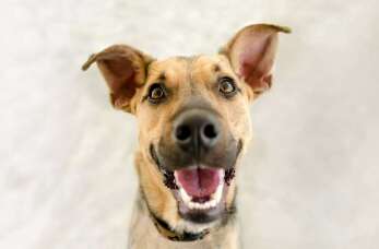 Znaczenie mikroczipowania i posiadania paszportu dla zwierząt towarzyszących - Lecznica Dla Zwierząt StaWet