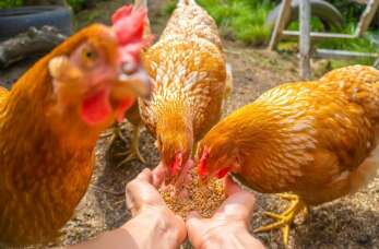 Pphu k I M S.C. Krzysztof Bucki, Małgorzata Wyrwa – Jak wybrać odpowiednią paszę?