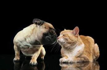 Przychodnia weterynaryjna Vita: Rola profilaktyki w utrzymaniu zdrowia zwierząt domowych - kiedy powinniśmy odwiedzać lecznicę?