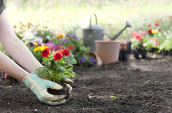 O czym należy koniecznie pamiętać zakładając własny ogród?