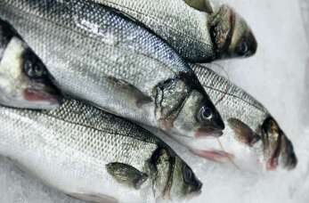 Świeże czy mrożone ryby – co wybrać? 