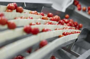 Przenośniki ze zbiornikiem płuczącym w przemyśle spożywczym