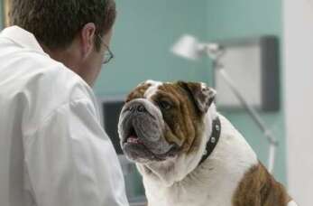 Lecznica dla zwierząt San-Wet – kompleksowa opieka