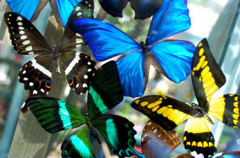 Wycieczka do motylarni