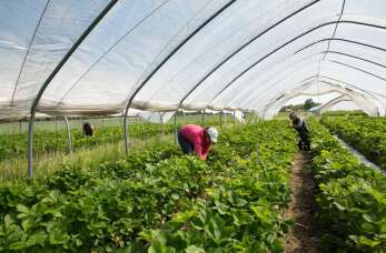 Jak założyć plantację bio truskawek – poradnik