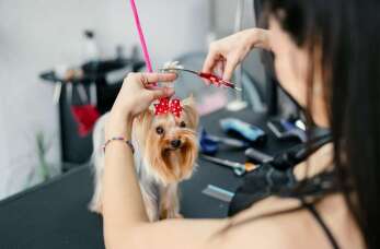 Obcinanie pazurów u psa w salonie Kłaczek