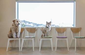 Opieka nad ciężarnymi zwierzętami w Centrum Zdrowia Zwierząt