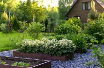 Nasiona poplonowe – poprawa jakości gleby i plonów