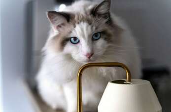 Karma premium dla kotów – zdrowie i witalność