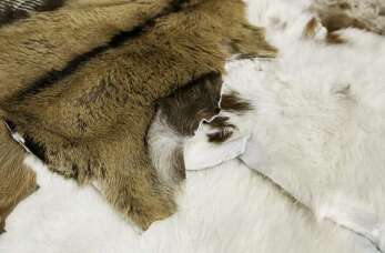 Tkaniny futerkowe - dystrybucja i jakość od Janwo