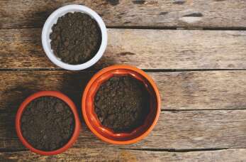 Świeżo palona kawa ziarnista – Guido Coffee