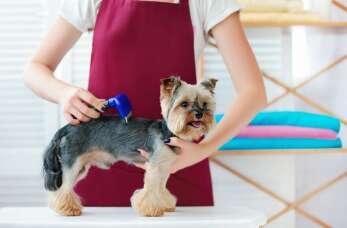 Pielęgnacja psa – klucz do zdrowia i dobrego samopoczucia