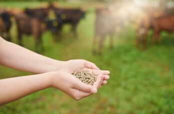 Skup bydła - korzyści dla hodowców i firm