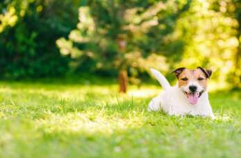 Obroże przeciwkleszczowe dla zwierząt – zdrowie i ochrona