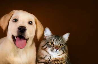 Opieka weterynaryjna dla zwierząt - Pies Czyli Kot