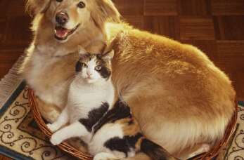 Bronchoskopia w weterynarii – Vita Przychodnia Częstochowa