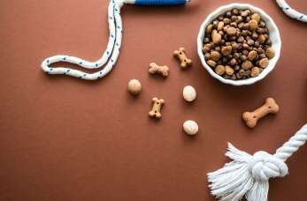 Wybór diety dla zwierząt domowych – Gabinet Weterynaryjny Krzysztof Lisiewicz