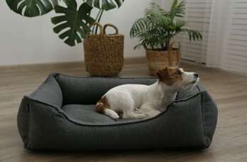 Kompleksowa opieka nad zwierzętami w Odi&Mija