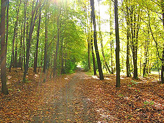 Las Łagiewnicki Las Łagiewnicki