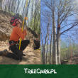 Wycinka drzew metodą alpinistyczną Treecare.pl Tomasz Woźniak
