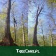 Wycinka drzew Treecare.pl Tomasz Woźniak